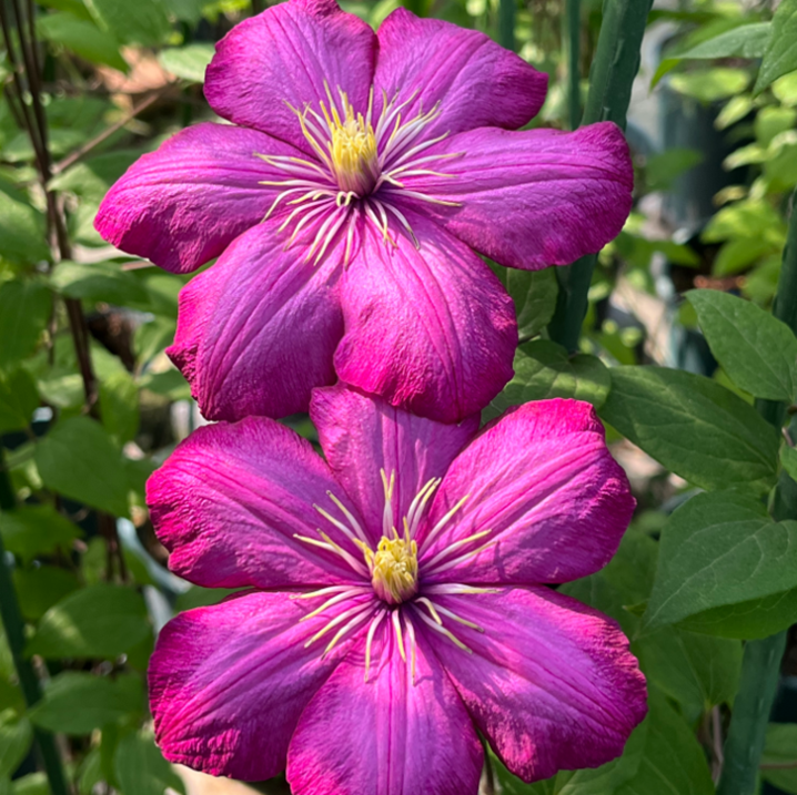 Клематис гибридный Вилль Де Лион